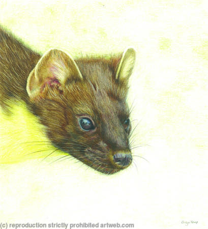 72. Pine Marten – An able hunter 