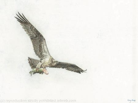81. Osprey – Feeding Young