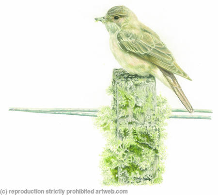 85. Spotted Flycatcher – Small Pickings