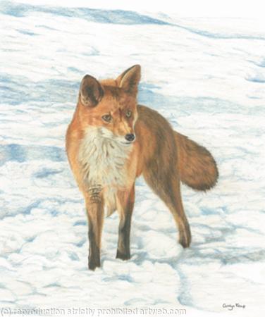 88. Fox - Foraging in the snow