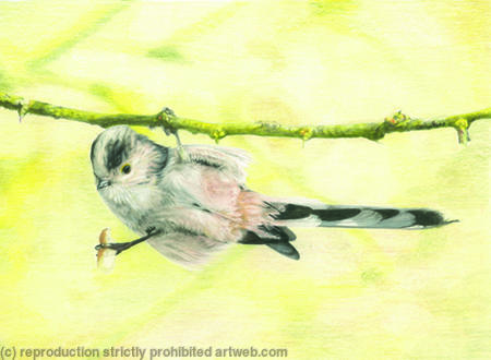 89. Long-tailed Tit - I’d do anything for a nut
