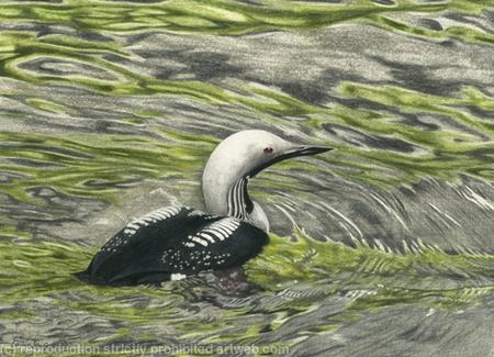 90. Black-throated Diver - Solitude