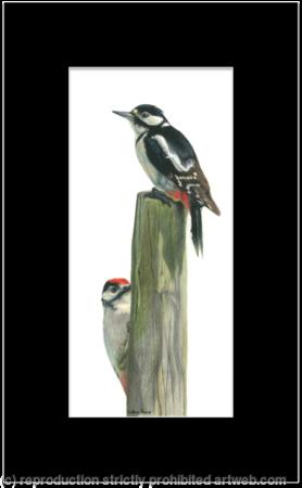 50. Great Spotted Woodpeckers - Favorite post