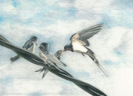 98. Swallows - On the wing