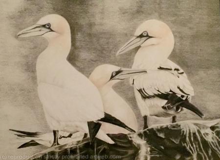 99. Gannets - Comfortable Company