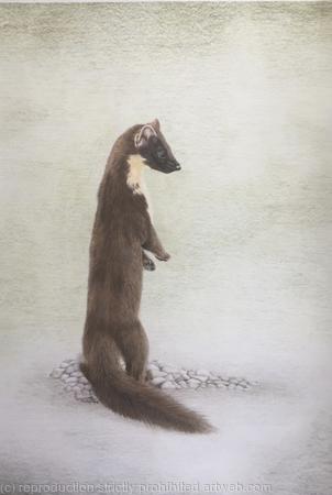 104. Pine Marten - Curiosity