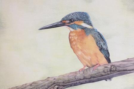 105. Kingfisher - Splash of Colour