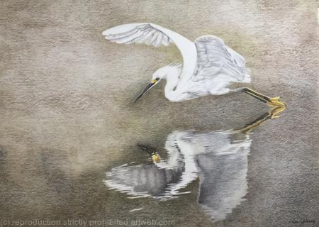 107. Little Egret - Elegant Refletion