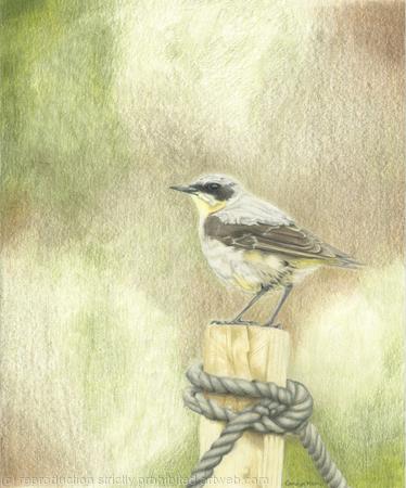 94. Wheatear - Vantage Point