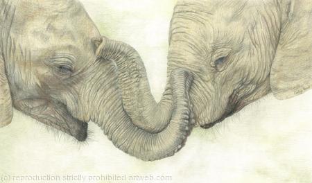 97. Elephants - Friends Comfort