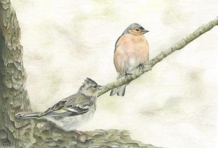 100. Chaffinches - Resting Finches