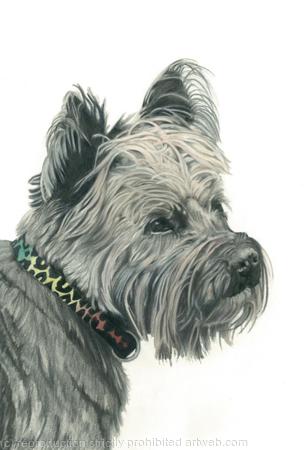 Cairn Terrier - Charming Charlie