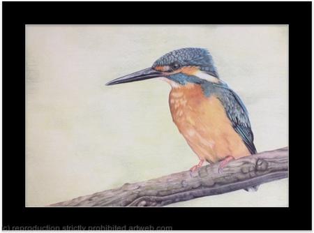 105. Kingfisher - Splash of Colour