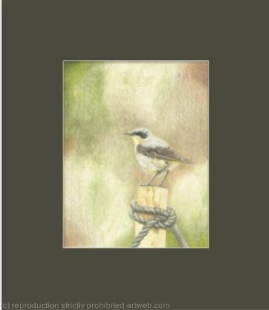 94. Wheatear - Vantage Point