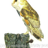 Barn Owl - An old rotting post