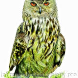 Eagle Owl - working up an appetite