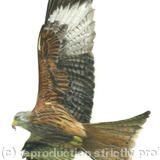 Red Kite - Enjoying the updraft 