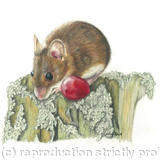 Field Mouse - One fine grape