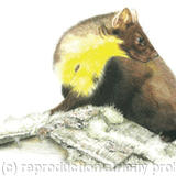 Pine Marten - ever alert 