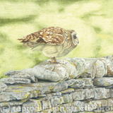 Short-eared Owl - A great launch pad 