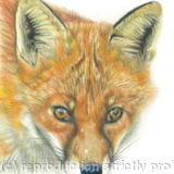 Fox - You've been spotted