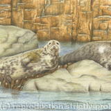 Grey Seals - basking on the rocks