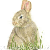 Rabbit - a peaceful afternoon