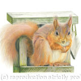 Red Squirrel - Straight at the camera 