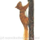 Red Squirrel - A Quick Escape