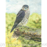 Merlin - Only a Pause