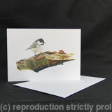 Coal Tit - A Prime Location