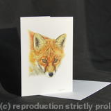 Fox - You've been spotted