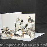 Puffins - A Safe Place