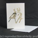 Long-tailed Tit - Enjoying the Summer