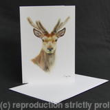 Red Deer - Always Alert