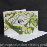 Coal Tit - A prized nut