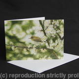 Chiffchaff - An Unmistakable Song