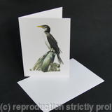 Cormorant - Waiting for the Tide