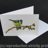 Blue Tit - Feeling Good and Looking Smart