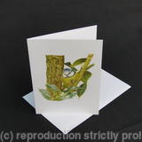 Blue Tit - Hiding in the Shadows 