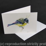 Blue Tit - Just out the bath