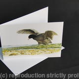 Coot - In the Shallows