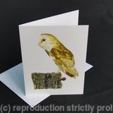 Barn Owl - Old Rotting Post