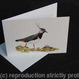Lapwing - Foraging