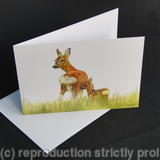 Roe Deer - Mother and Daughter