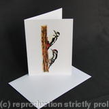 Great Spotted Woodpecker - Learning the Ropes