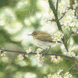 Chiffchaff  'An unmistakable song' 