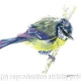 3. Blue tit - Just out of the bath