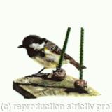 5. Coal tit - waiting its chance