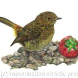 11. Robin - A prized possession